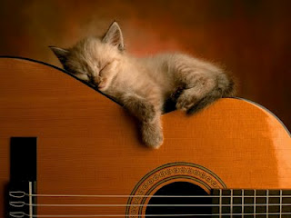 cute-cat-pictures-guitar.jpg
